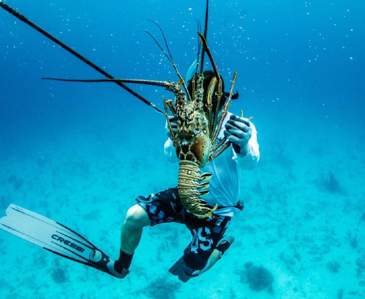 Spend your afternoons diving for fresh lobster Free diver has hand caught a large lobster
